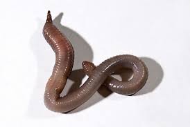 Attēlu rezultāti vaicājumam “Lumbricidae”