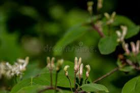 Attēlu rezultāti vaicājumam “Lonicera xylosteum flower”