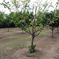 Attēlu rezultāti vaicājumam “Corylus avellana”