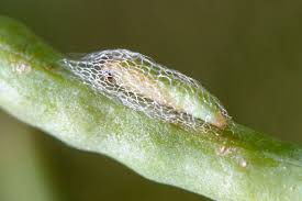 Attēlu rezultāti vaicājumam “Plutella xylostella”