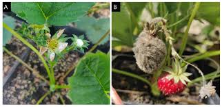Attēlu rezultāti vaicājumam “Trichia botrytis var. cerifera stalked”
