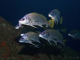 Image result for Sciaena umbra