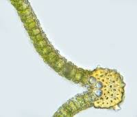 Attēlu rezultāti vaicājumam “Syntrichia ruralis var. ruralis sporophyte”