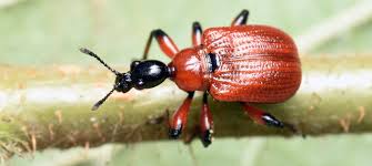 Attēlu rezultāti vaicājumam “Attelabidae”