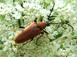 Attēlu rezultāti vaicājumam “Leptura rubra female”