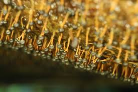 Attēlu rezultāti vaicājumam “Physarum flavicomum”