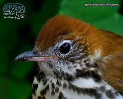 Image result for Hylocichla mustelina