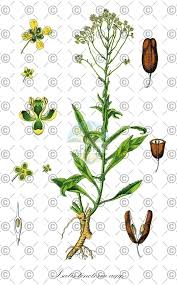 Attēlu rezultāti vaicājumam “Erophila verna fruit”