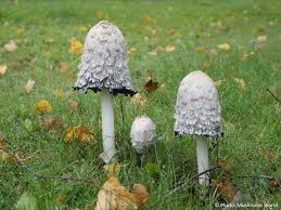 Attēlu rezultāti vaicājumam “Coprinus comatus”