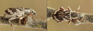 Attēlu rezultāti vaicājumam “Polydrusus tereticollis”