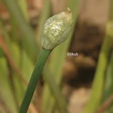 Attēlu rezultāti vaicājumam “Allium cepa bud”