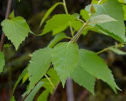 Attēlu rezultāti vaicājumam “Ulmus glabra leaf”