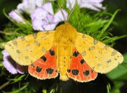 Attēlu rezultāti vaicājumam “Rhyparia purpurata”