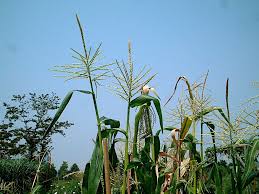 Attēlu rezultāti vaicājumam “Zea mays female flower”