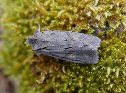 Attēlu rezultāti vaicājumam “Lithophane furcifera”