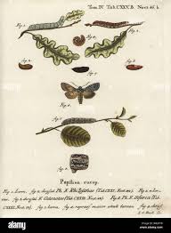 Attēlu rezultāti vaicājumam “Lithophane furcifera”