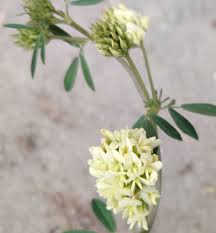 Attēlu rezultāti vaicājumam “Medicago sativa subsp. falcata bud”