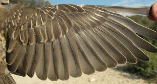 Attēlu rezultāti vaicājumam “Turdus viscivorus adult”