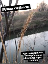 Attēlu rezultāti vaicājumam “Hemitrichia leiotricha stalked”