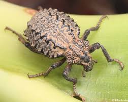 Image result for Brachycerus undatus