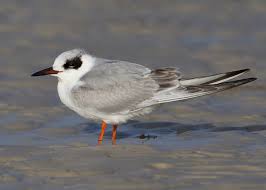 Image result for Sterna forsteri