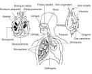 ENFERMEDADES DEL <b>APARATO</b>