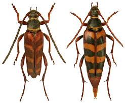 Attēlu rezultāti vaicājumam “Leptura annularis”