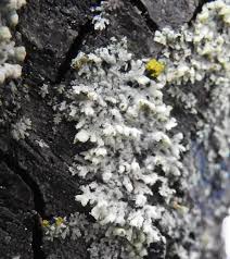 Attēlu rezultāti vaicājumam “Physcia adscendens”