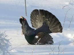 Attēlu rezultāti vaicājumam “Tetrao urogallus”