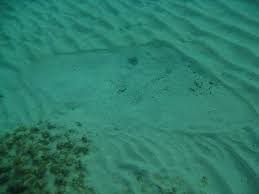 Image result for Gymnura altavela