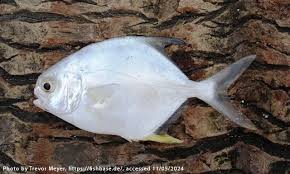 Image result for Trachinotus carolinus