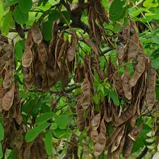 Attēlu rezultāti vaicājumam “Robinia pseudoacacia fruit”