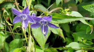 Image result for Campanula americana