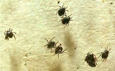 Attēlu rezultāti vaicājumam “Acari”