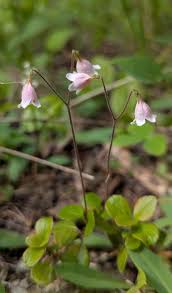 Attēlu rezultāti vaicājumam “Linnaea borealis”