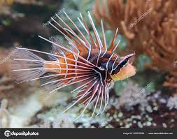 Image result for Pterois radiata