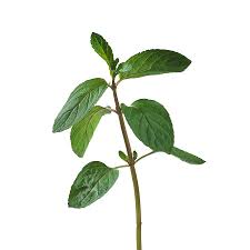 Attēlu rezultāti vaicājumam “Mentha x piperita”