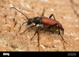 Attēlu rezultāti vaicājumam “Anastrangalia sanguinolenta”