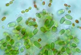 Attēlu rezultāti vaicājumam “Cyanophyta”