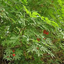Attēlu rezultāti vaicājumam “Sambucus racemosa leaf”