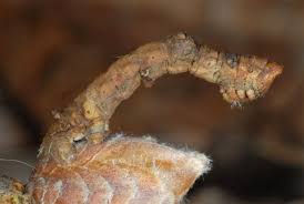 Attēlu rezultāti vaicājumam “Hypomecis roboraria”