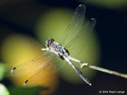 Attēlu rezultāti vaicājumam “Leucorrhinia albifrons”