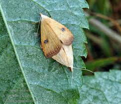 Attēlu rezultāti vaicājumam “Rivula sericealis”