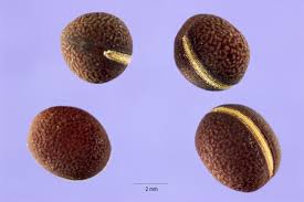 Attēlu rezultāti vaicājumam “Lathyrus sylvestris fruit”