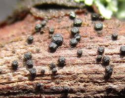 Attēlu rezultāti vaicājumam “Symphytocarpus trechisporus sessile”