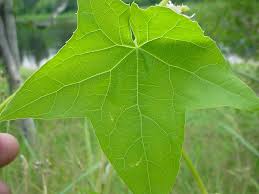 Attēlu rezultāti vaicājumam “Reticularia lobata young”