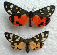 Attēlu rezultāti vaicājumam “Callimorpha dominula”