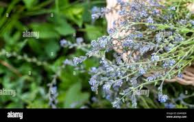 Attēlu rezultāti vaicājumam “Myosotis stricta flower”