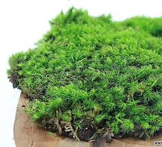 Attēlu rezultāti vaicājumam “Dicranum flagellare”