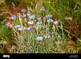 Attēlu rezultāti vaicājumam “Cyanus segetum flower”